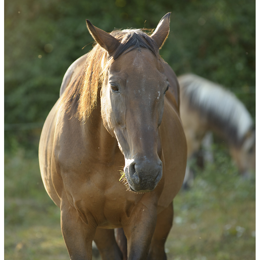 Equestrian photographer France | Equestrian photography in Dordogne, Bergerac, Eymet, Perigeuex, Beaumont du Perigord, Issigeac, Villereal, Sarlat, Cahors